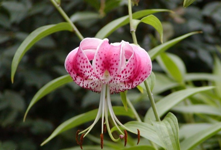 艷紅鹿子百合的養(yǎng)殖秘訣，讓你的陽(yáng)臺(tái)變身為花海仙境驚艷一夏